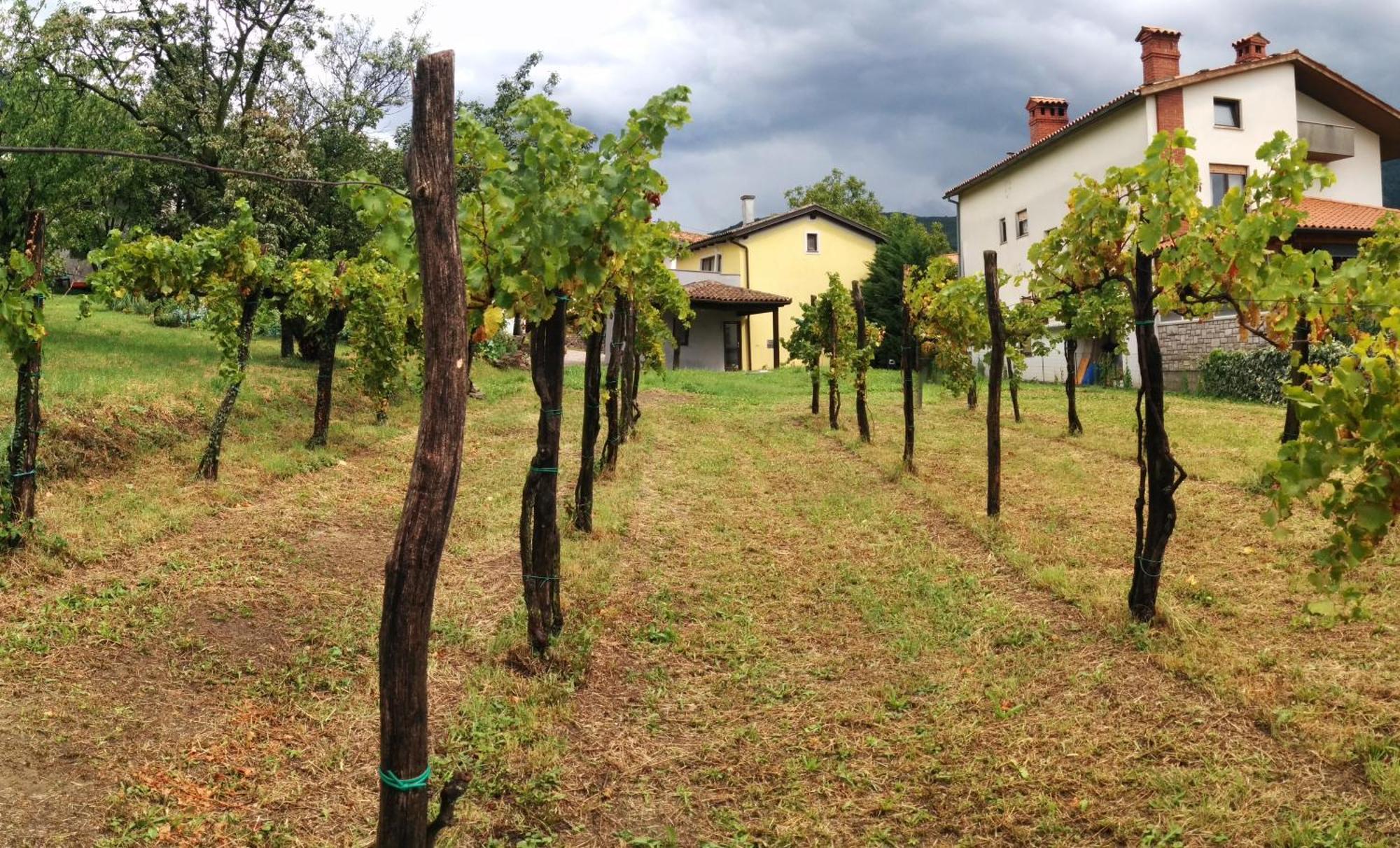 Small House In Vipava Valley Экстерьер фото